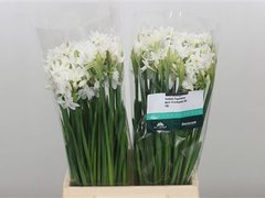 Narcisus spray ziva paperwhite